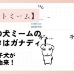 韓国の犬ミームの元ネタはガナディ！可愛い子犬が名前の由来！